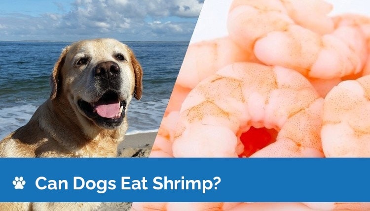 can dogs have shrimp